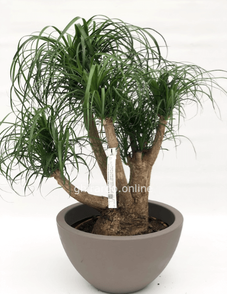 Pianta di beucarnea (mangiafumo)