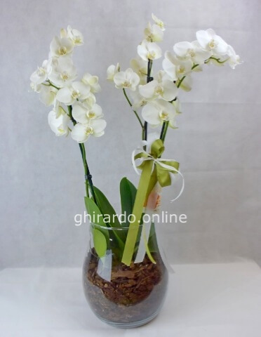 Orchidea prestigio » Fiori a Vigonovo e Padova, invio e consegna fiori a  domicilio a Vigonovo, Stra e Padova.