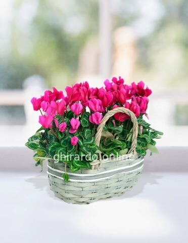 Cestino di ciclamini