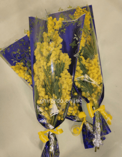 Busta di mimosa 40 cm.