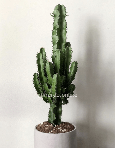 Euphorbia Eritrea