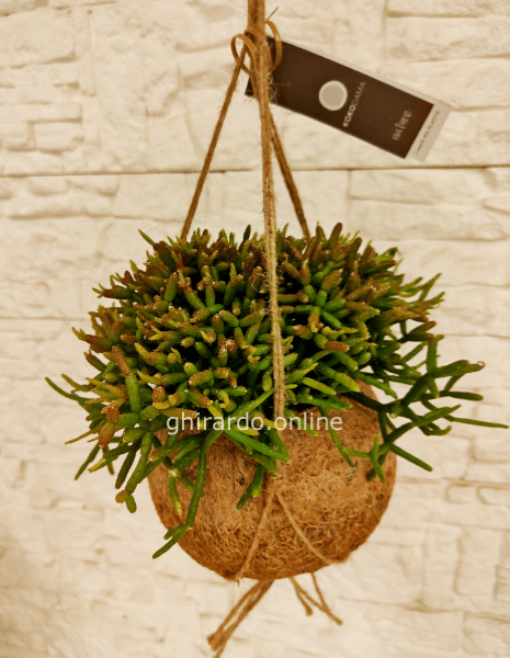 Kokodama Rhipsalis da appendere